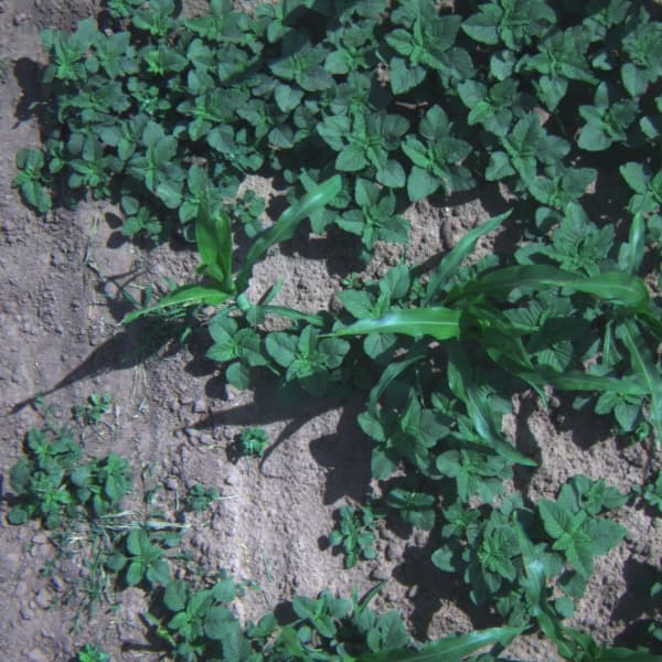 LandOS detection preview — Raw flight